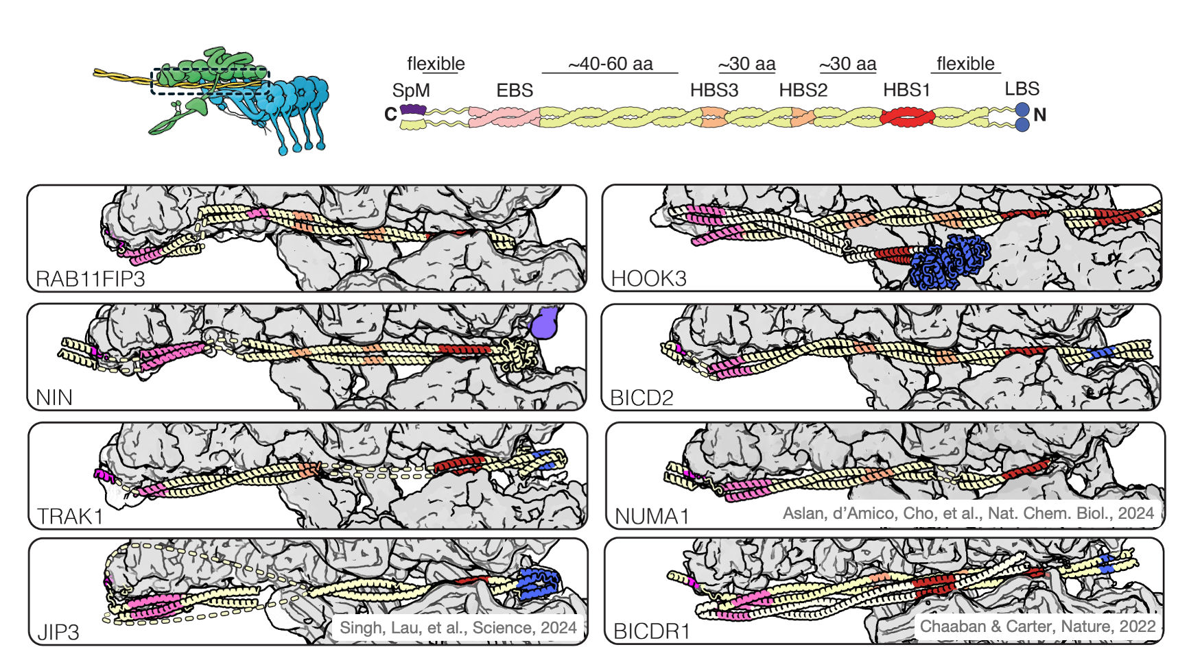 Structures of dynein-dynactin complexes assembled with diverse activating adaptors