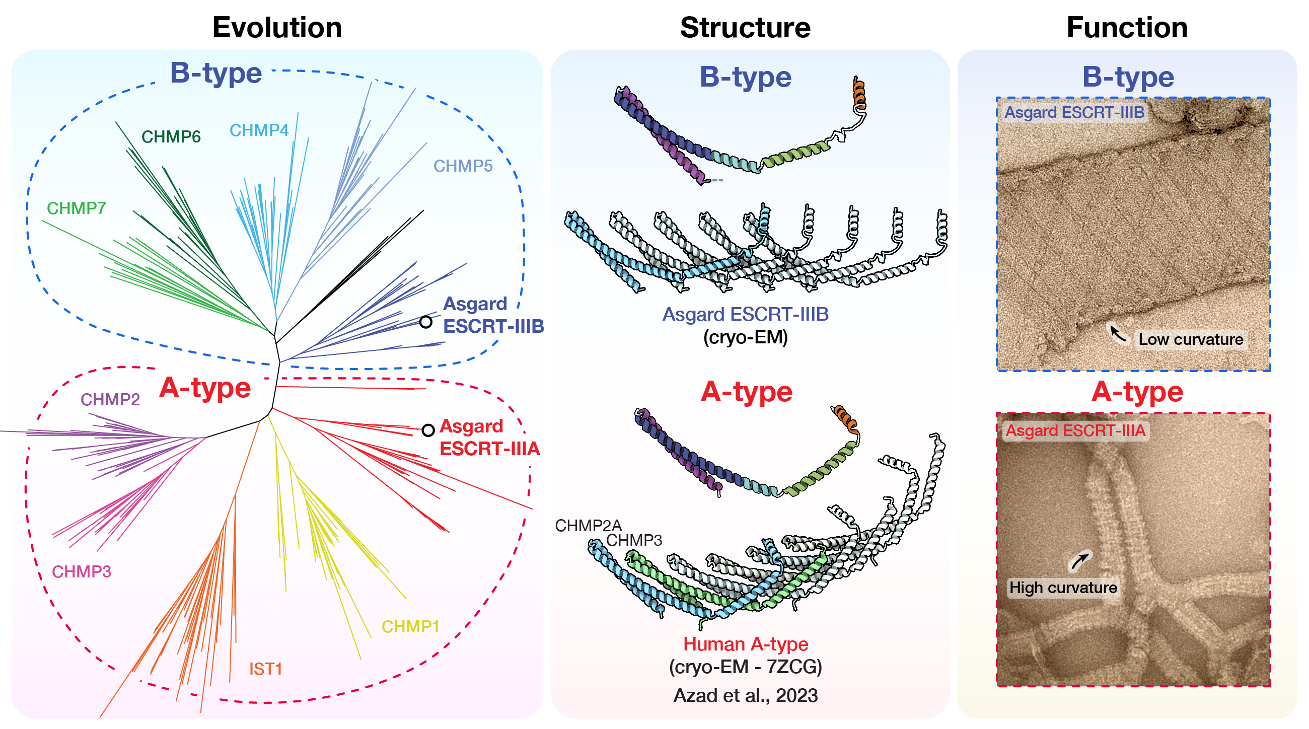 Asgard archaea ESCRT-III membrane remodeling figure