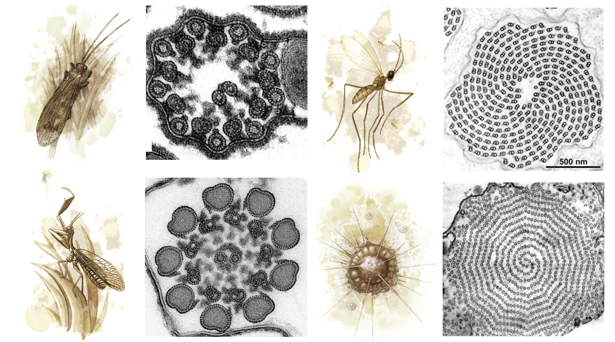 Microtubule bestiary figure