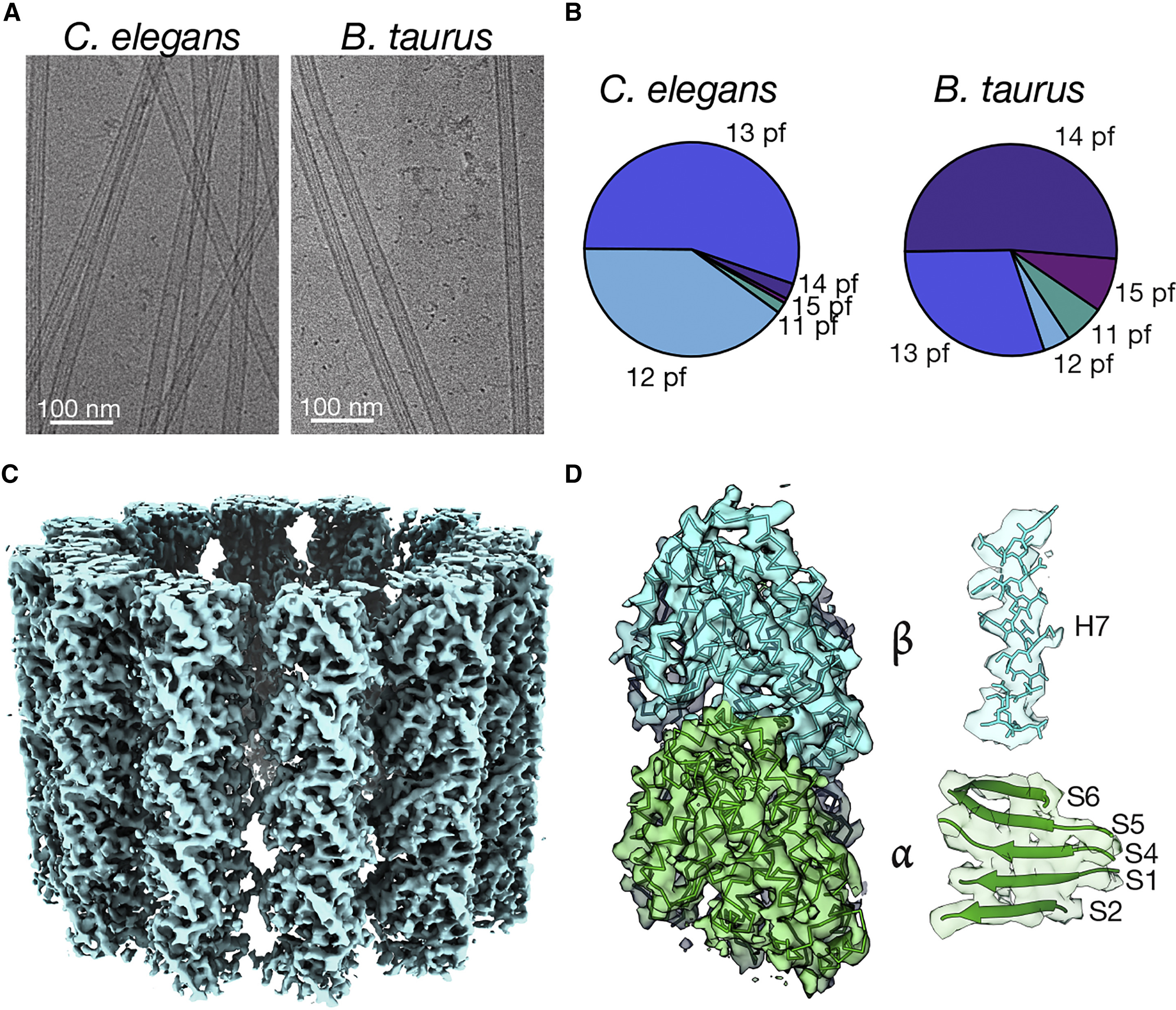 C. elegans tubulin structure