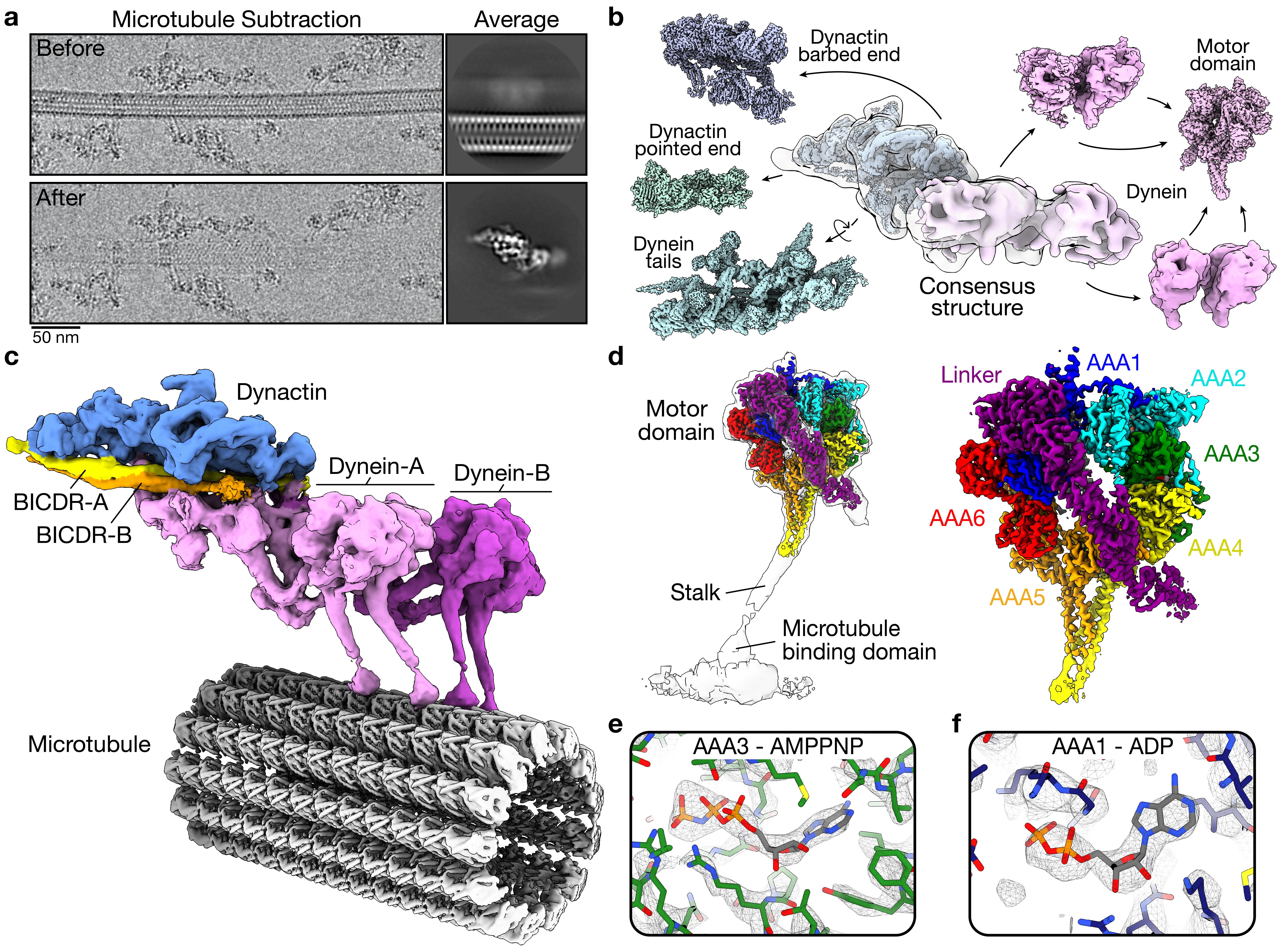Dynein-dynactin structure on microtubules